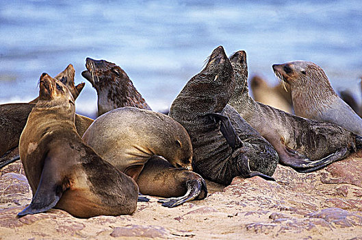 毛海狮,生物群,站立,石头,克罗斯角,纳米比亚
