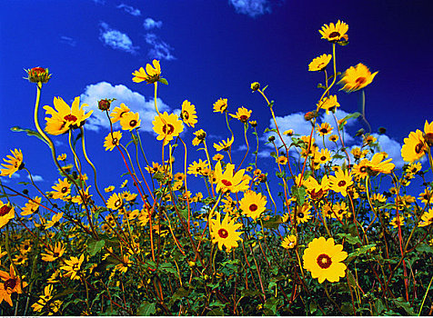 草原,向日葵,靠近,权杖,萨斯喀彻温,加拿大