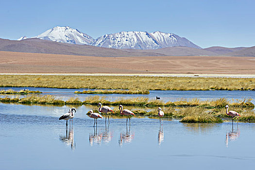 智利红鹤,湖,高地,佩特罗,阿塔卡马沙漠,安托法加斯塔大区,智利,南美