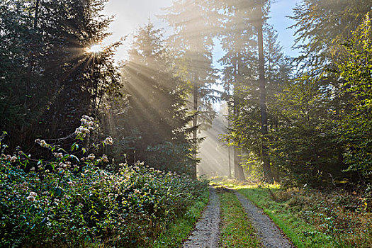 林中小径,晨雾,太阳,光照,奥登瓦尔德,山,黑森州,德国
