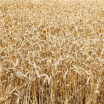 成熟,小麦,区域,俄罗斯