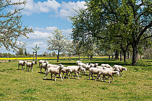 羊群,果园,春天,康士坦茨湖,区域,巴登符腾堡,德国,欧洲