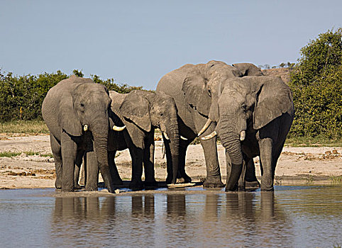 非洲,大象,牧群,萨维提,乔贝国家公园,博茨瓦纳