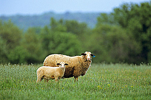法国,阿基坦,两个,绵羊,土地
