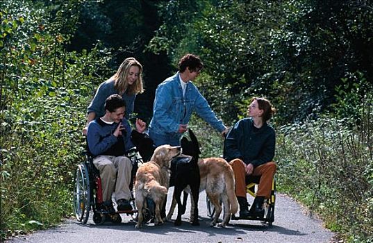 家犬,哺乳动物,轮椅,走,动物