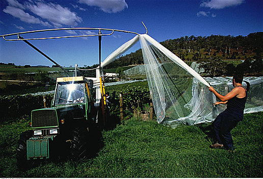 男人,遮盖,葡萄园,网,塔斯马尼亚,澳大利亚