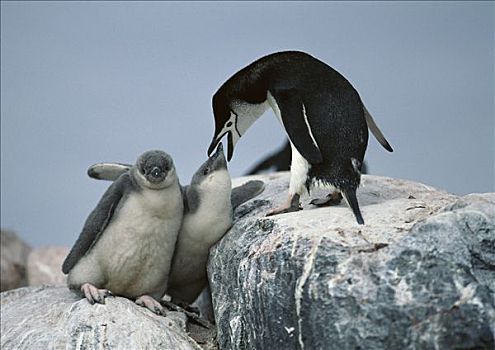 帽带企鹅,南极企鹅,喂食,幼禽,南设得兰群岛,南极