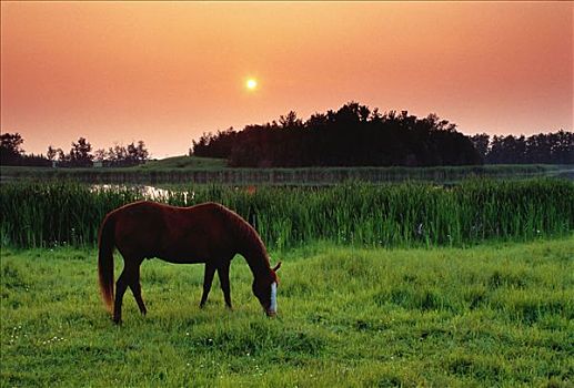 马,放牧,地点,日落,靠近,艾伯塔省,加拿大