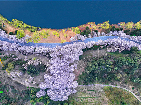 樱花大道