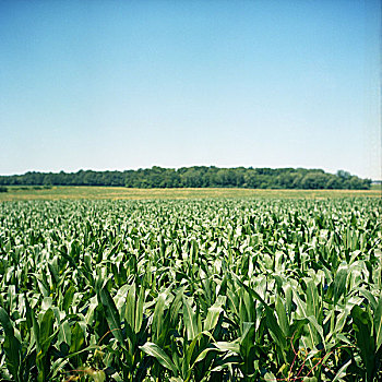 玉米田,纽约,美国