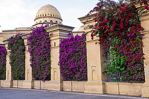 摩洛哥,玛拉喀什,皇家,剧院,叶子花属,紫色,红色