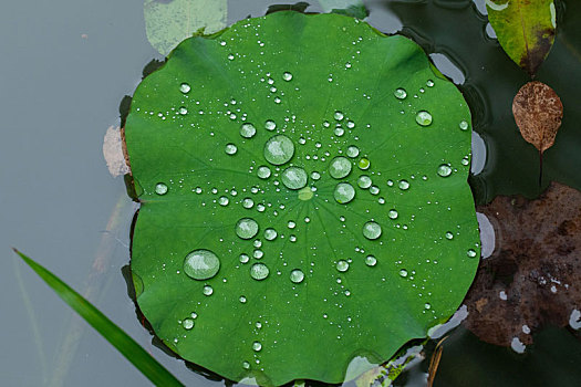 雨中小院景色