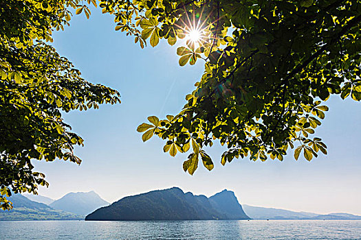 太阳,栗子,叶子,悬挂,琉森湖,卢塞恩市,地区,瑞士