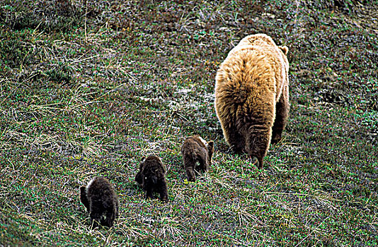 棕熊,母兽,三个,幼兽,北方,育空