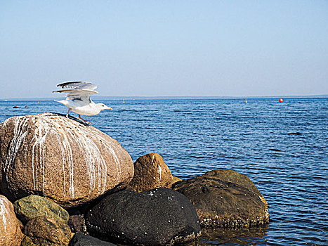 海鸥,离开,石头,海上