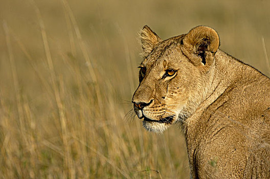 狮子,不成熟,头像,马赛马拉,肯尼亚,非洲