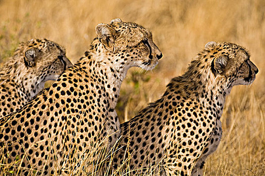 非洲,肯尼亚,印度豹,猎捕
