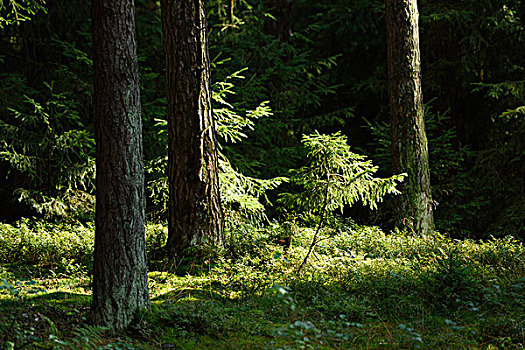 挪威针杉,欧洲云杉,混交林,夏末,普拉蒂纳特,巴伐利亚,德国