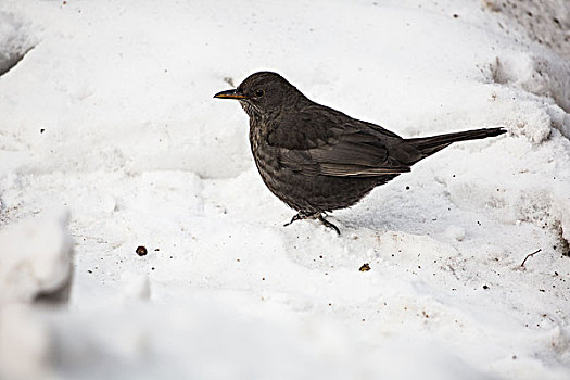 冬天雪地里的小鸟