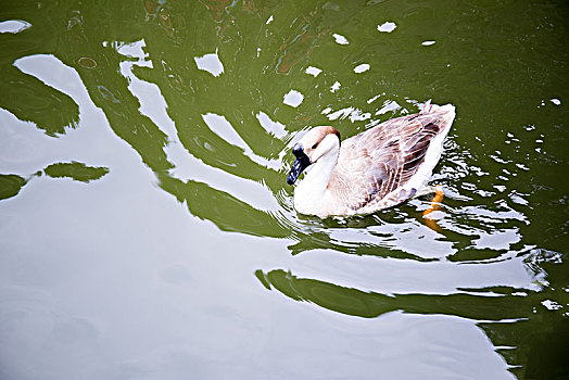 一只鹅,池塘