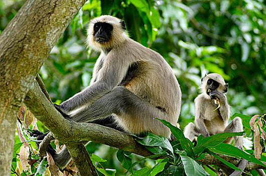 哈奴曼,叶猴,长尾叶猴,黑色,诞生,灰色,晒黑,褐色,成年,神圣,印度教,树林,区域,靠近,孟加拉,五月,2008年