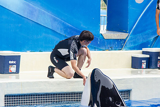 海洋公园虎鲸表演