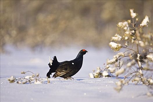 黑琴鸡,湿地,瑞典