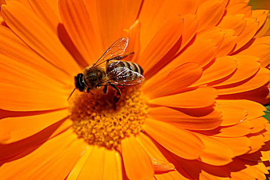万寿菊,蜜蜂,特写