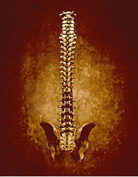脊髓,骨盆