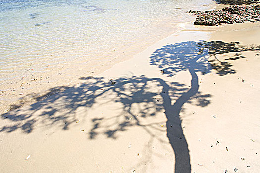 树,影子,沙滩