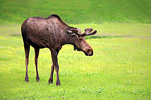 驼鹿,成年,雄性,阿拉斯加野生动物保护中心,安克里奇,阿拉斯加,美国,北美