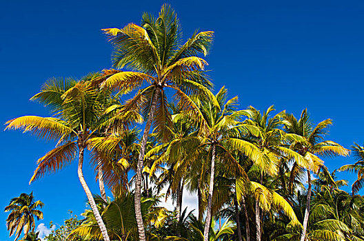 棕榈树,安提瓜岛