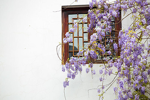窗边的紫藤花