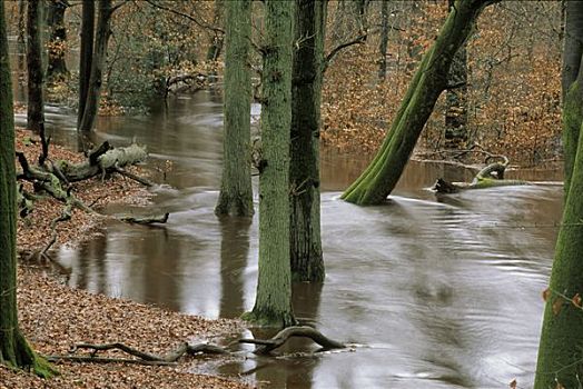 水,洪水,树林,费吕沃,区域,荷兰