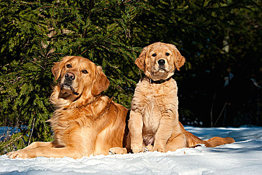 金毛猎犬,狗,小狗,雪中