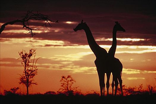 长颈鹿,一对,剪影,日落,塞伦盖蒂国家公园,坦桑尼亚