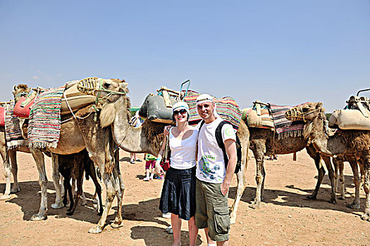 野生,骆驼,动物,旅游