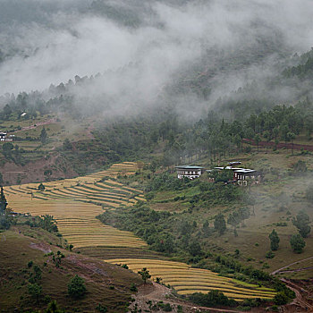 俯视,稻米梯田,普那卡,地区,山谷,不丹