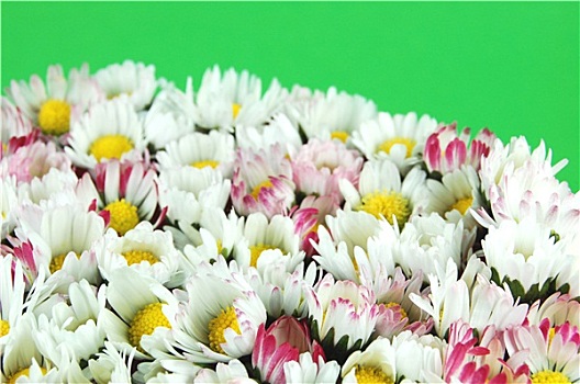 雏菊,花,绿色背景