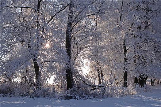 霜冻,树,奥地利