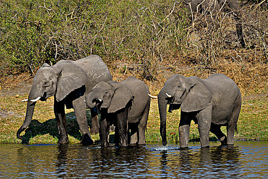 非洲象,喝,河,国家公园,赞比西河,区域,细条,纳米比亚,非洲