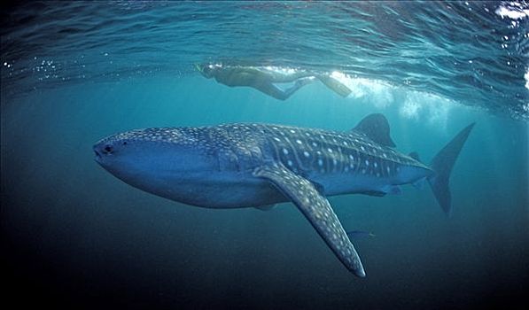 雌性,水下呼吸管,鲸鲨,马达加斯加,非洲,印度洋