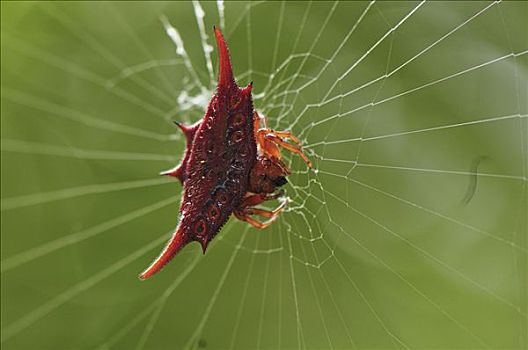 蜘蛛,上网,安达斯巴曼塔迪亚国家公园,马达加斯加