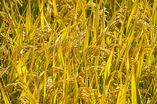 水稻,稻穗,成熟,金黄,沉甸甸