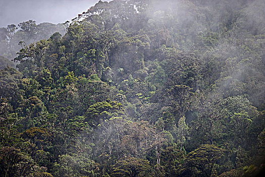 雨林,山,西高地,巴布亚新几内亚,大洋洲