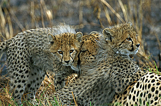 印度豹,猎豹,母兽,幼兽,肯尼亚