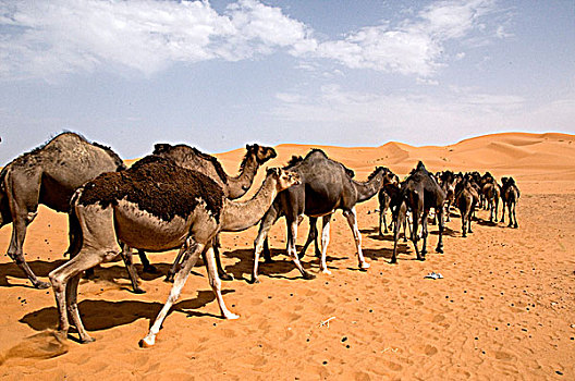 沙漠,却比沙丘,沙丘,梅如卡,撒哈拉沙漠,摩洛哥