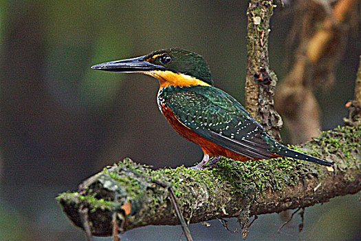翠鸟,栖息,枝条,靠近,河,亚马逊地区,厄瓜多尔