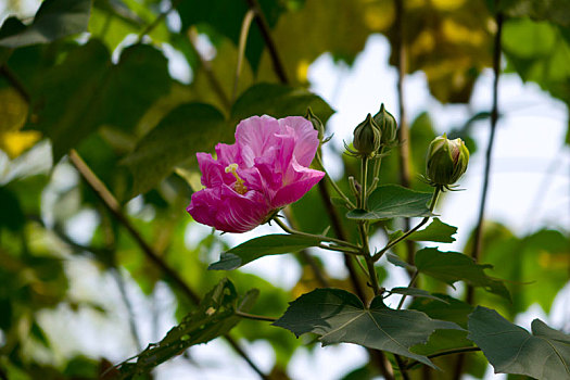 木芙蓉,木莲,芙蓉花