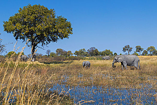 非洲象,放牧,高草,靠近,水潭,奥卡万戈三角洲,博茨瓦纳,非洲